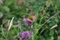 pearl bordered fritillary butt-1